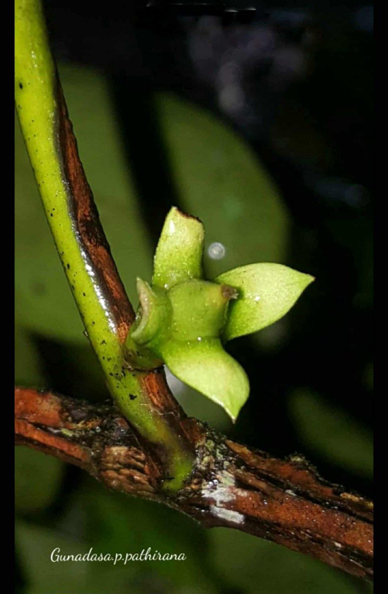Diospyros oppositifolia Thwaites
